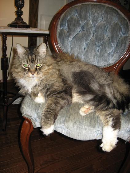 Spice Cat