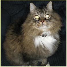 Spice Cat. He's just too cool!
